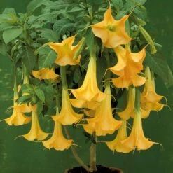 Collection De 3 Brugmansias : Rouge Et Or, Jaune, Rose -France Fournitures De Jardin Soldes 2024 103790 3
