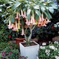 Collection De 3 Brugmansias : Rouge Et Or, Jaune, Rose -France Fournitures De Jardin Soldes 2024 103790 4
