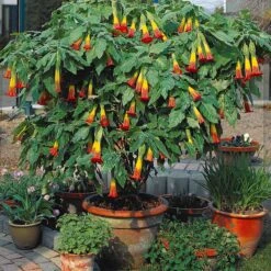 Collection De 3 Brugmansias : Rouge Et Or, Jaune, Rose -France Fournitures De Jardin Soldes 2024 103790 5