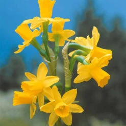 Collection De 30 Mini Narcisses : Jet Fire, Rip Van Winkle, Tête à Tête 12 Collection De 30 Mini Narcisses : Jet Fire, Rip Van Winkle, Tête à Tête -France Fournitures De Jardin Soldes 2024 103793 4