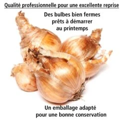 Collection De 30 Mini Narcisses : Jet Fire, Rip Van Winkle, Tête à Tête 13 Collection De 30 Mini Narcisses : Jet Fire, Rip Van Winkle, Tête à Tête -France Fournitures De Jardin Soldes 2024 103793 5