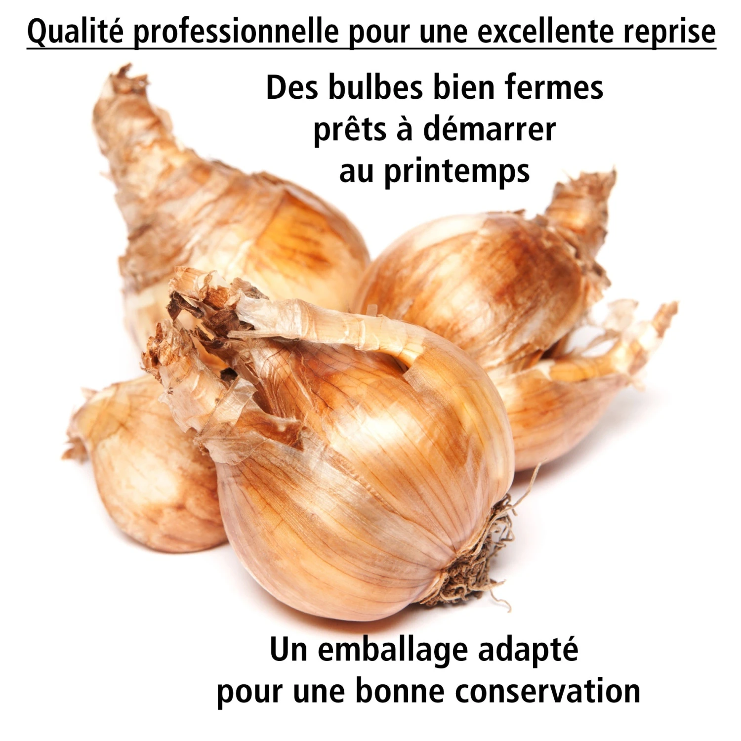 Collection De 30 Mini Narcisses : Jet Fire, Rip Van Winkle, Tête à Tête 8 Collection De 30 Mini Narcisses : Jet Fire, Rip Van Winkle, Tête à Tête – Image 6