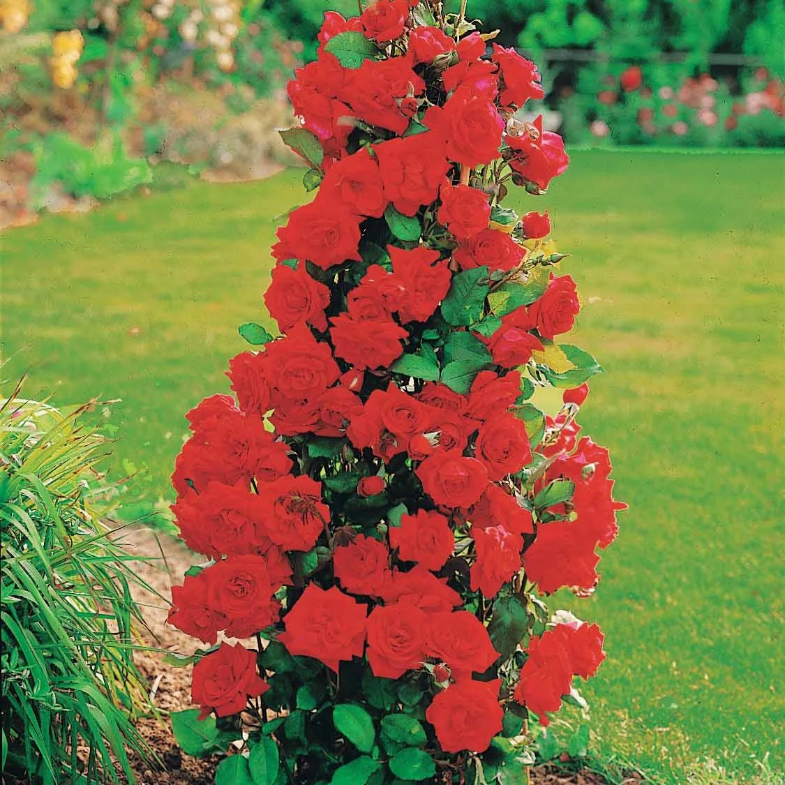 Collection De 4 Rosiers Arbustes : Shalom, Korbin, Westerland, Handel 6 Collection De 4 Rosiers Arbustes : Shalom, Korbin, Westerland, Handel – Image 4