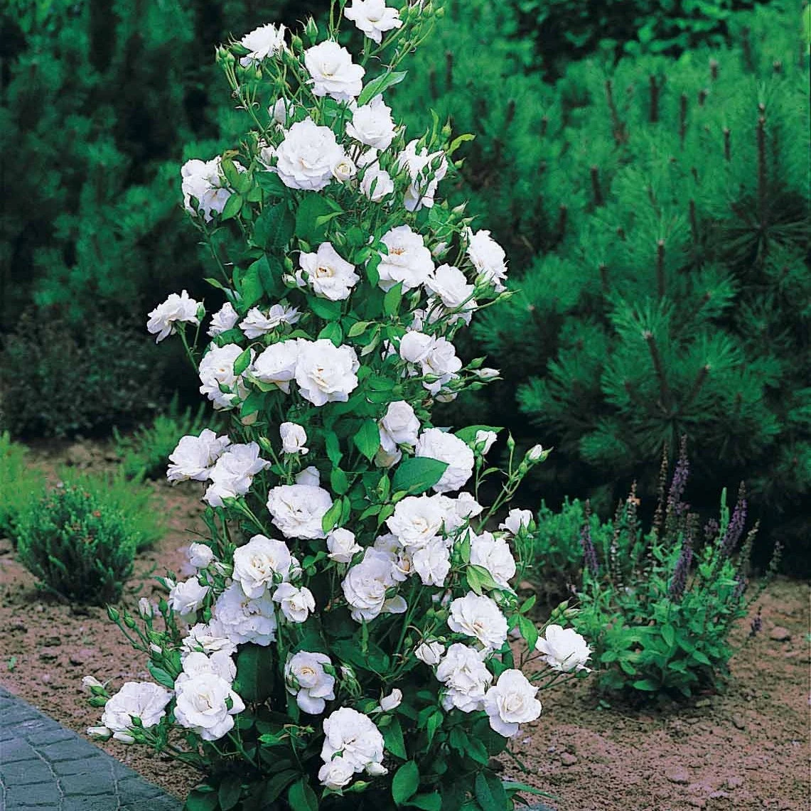 Collection De 4 Rosiers Arbustes : Shalom, Korbin, Westerland, Handel 7 Collection De 4 Rosiers Arbustes : Shalom, Korbin, Westerland, Handel – Image 5