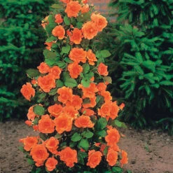 Collection De 4 Rosiers Arbustes : Shalom, Korbin, Westerland, Handel 10 Collection De 4 Rosiers Arbustes : Shalom, Korbin, Westerland, Handel -France Fournitures De Jardin Soldes 2024 103797 5