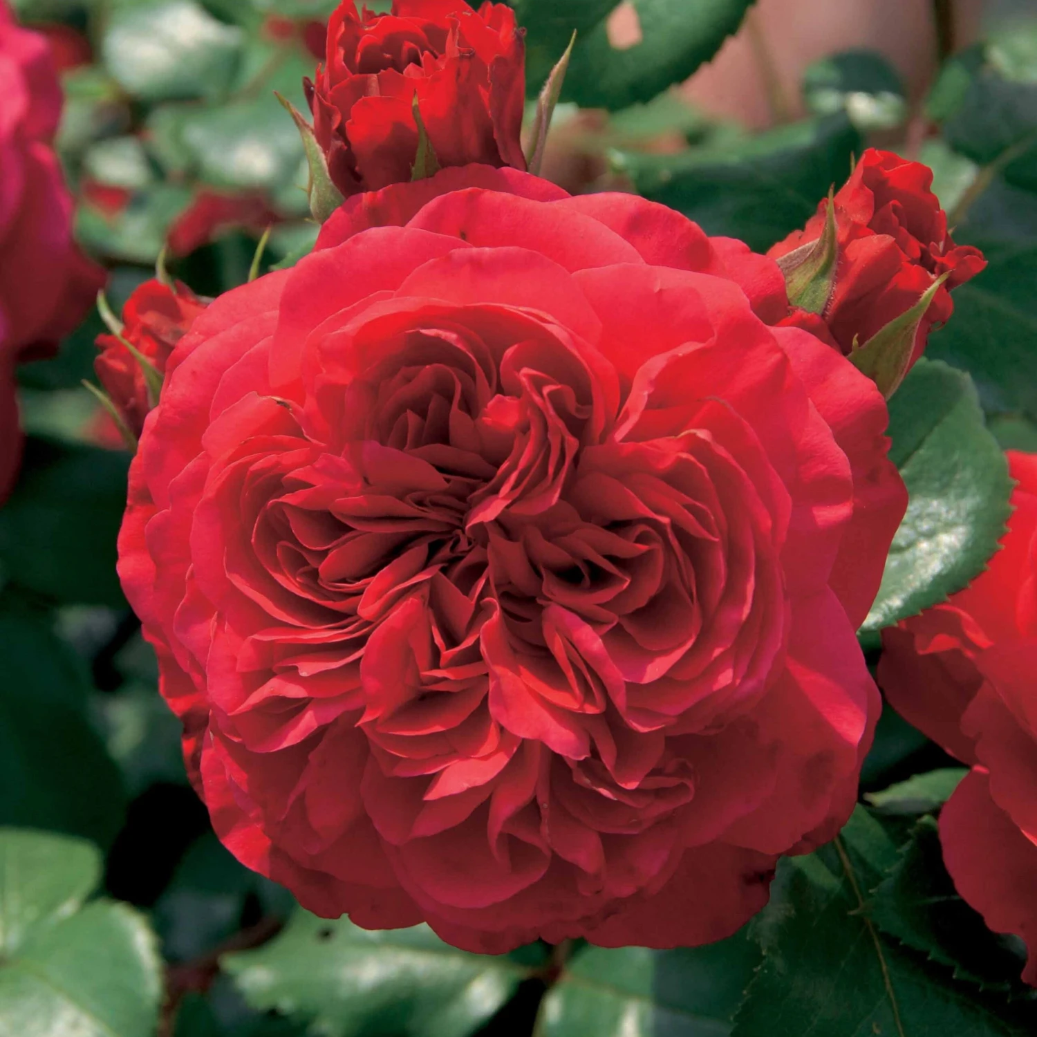 Collection De 2 Rosiers Floribunda : Red Leonardo Da Vinci Et Leonardo Da Vinci 5 Collection De 2 Rosiers Floribunda : Red Leonardo Da Vinci Et Leonardo Da Vinci – Image 3