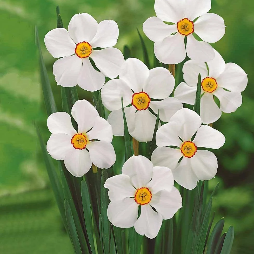 Collection De 30 Narcisses Fortune Et Rijnveld Early Sensation 4 Collection De 30 Narcisses Fortune Et Rijnveld Early Sensation – Image 2