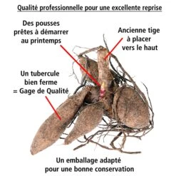 8 Dahlias Cactus En Mélange -France Fournitures De Jardin Soldes 2024 103825 3