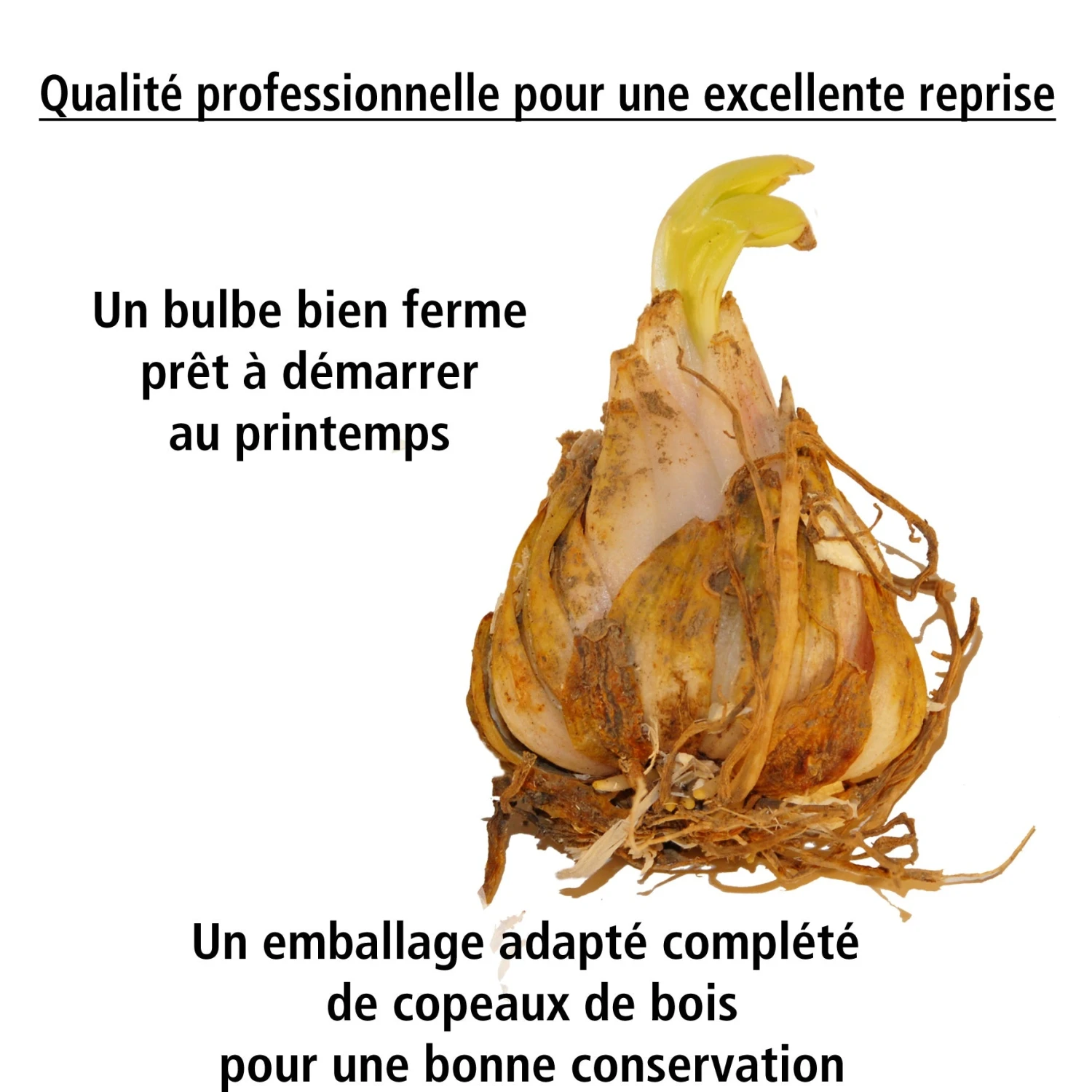 6 Lis Orientaux Tigrés En Mélange 4 6 Lis Orientaux Tigrés En Mélange – Image 2