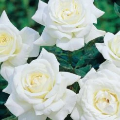 Collection De 3 Rosiers Buissons : Black Baccara, Candy Stripe, Helga 9 Collection De 3 Rosiers Buissons : Black Baccara, Candy Stripe, Helga -France Fournitures De Jardin Soldes 2024 103832 2