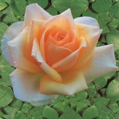 Collection De 4 Rosiers : Whisky, Malaga, Lune Bleue, Magie Parfum -France Fournitures De Jardin Soldes 2024 103833 2