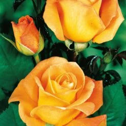 Collection De 4 Rosiers : Whisky, Malaga, Lune Bleue, Magie Parfum -France Fournitures De Jardin Soldes 2024 103833 4