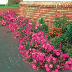 Collection De 6 Rosiers Couvre-sols 10 Collection De 6 Rosiers Couvre-sols -France Fournitures De Jardin Soldes 2024 103834 3