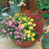 Collection De 3 Mini-rosiers Pour Balcon -France Fournitures De Jardin Soldes 2024 103840 1