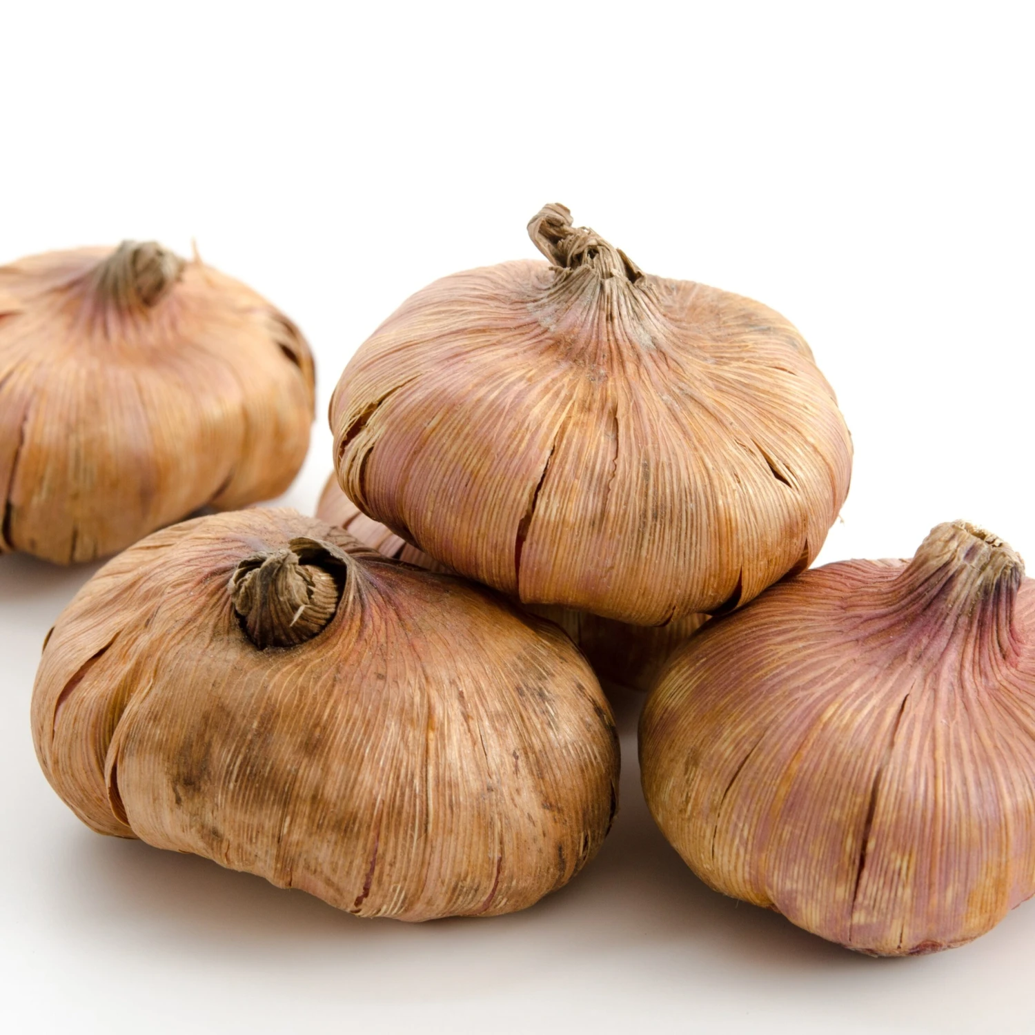 30 Glaïeuls Indian Summer, Nova Zembla, Sugar Black En Mélange 4 30 Glaïeuls Indian Summer, Nova Zembla, Sugar Black En Mélange – Image 2