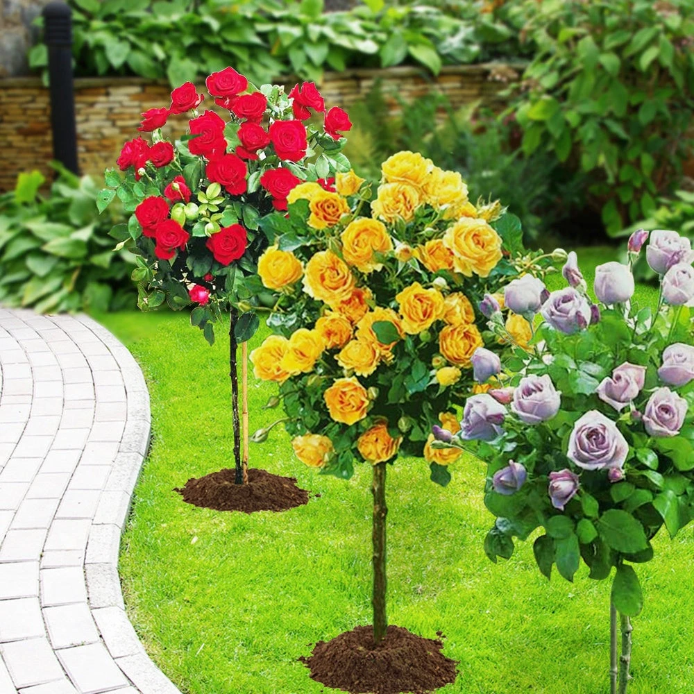 Collection De 3 Rosiers Tiges : Walztime, Sunsilk, Dame De Cœur 3 Collection De 3 Rosiers Tiges : Walztime, Sunsilk, Dame De Cœur