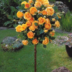 Collection De 3 Rosiers Tiges : Walztime, Sunsilk, Dame De Cœur 10 Collection De 3 Rosiers Tiges : Walztime, Sunsilk, Dame De Cœur -France Fournitures De Jardin Soldes 2024 103844 2