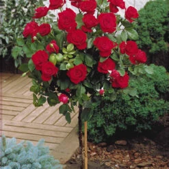 Collection De 3 Rosiers Tiges : Walztime, Sunsilk, Dame De Cœur 12 Collection De 3 Rosiers Tiges : Walztime, Sunsilk, Dame De Cœur -France Fournitures De Jardin Soldes 2024 103844 3