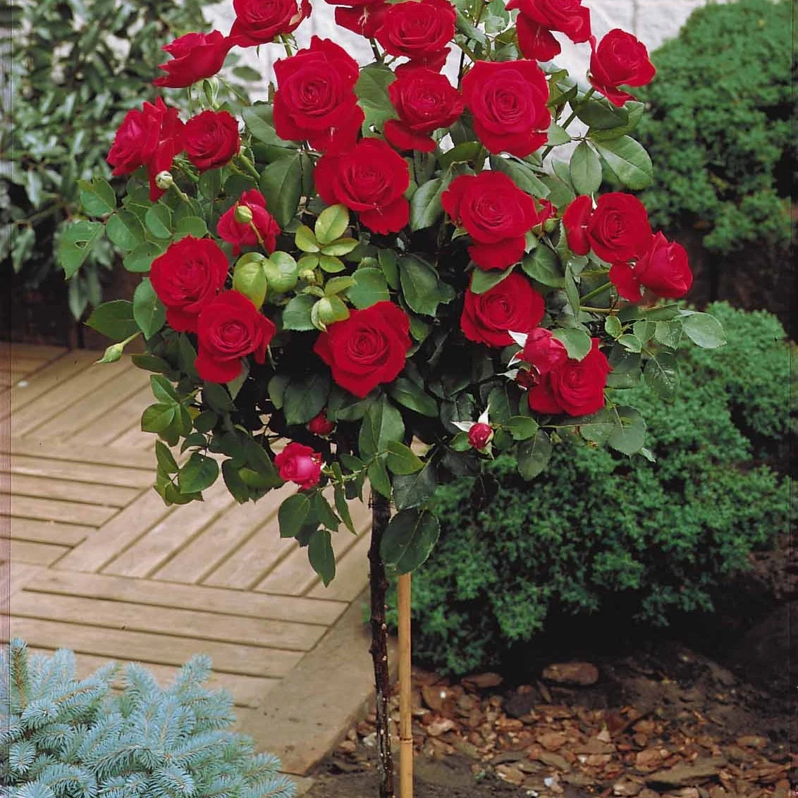 Collection De 3 Rosiers Tiges : Walztime, Sunsilk, Dame De Cœur 7 Collection De 3 Rosiers Tiges : Walztime, Sunsilk, Dame De Cœur – Image 5