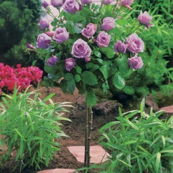 Collection De 3 Rosiers Tiges : Walztime, Sunsilk, Dame De Cœur 11 Collection De 3 Rosiers Tiges : Walztime, Sunsilk, Dame De Cœur -France Fournitures De Jardin Soldes 2024 103844 4