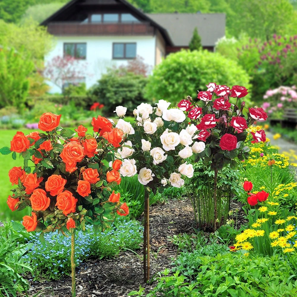 Collection De 3 Rosiers Tiges : Ramona, Korbin, Osiria 3 Collection De 3 Rosiers Tiges : Ramona, Korbin, Osiria