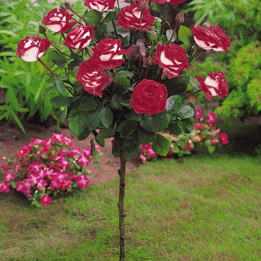 Collection De 3 Rosiers Tiges : Ramona, Korbin, Osiria 6 Collection De 3 Rosiers Tiges : Ramona, Korbin, Osiria – Image 4