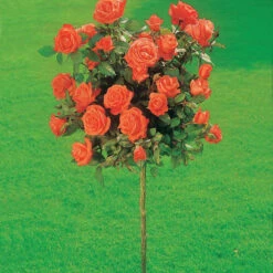 Collection De 3 Rosiers Tiges : Ramona, Korbin, Osiria 11 Collection De 3 Rosiers Tiges : Ramona, Korbin, Osiria -France Fournitures De Jardin Soldes 2024 103845 5