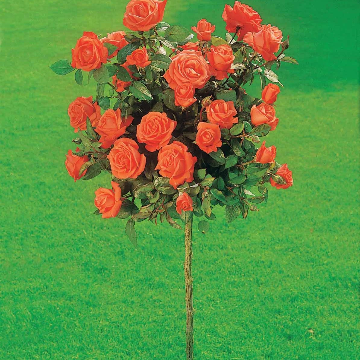 Collection De 3 Rosiers Tiges : Ramona, Korbin, Osiria 5 Collection De 3 Rosiers Tiges : Ramona, Korbin, Osiria – Image 3