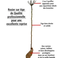 Collection De 3 Rosiers Tiges : Ramona, Korbin, Osiria 13 Collection De 3 Rosiers Tiges : Ramona, Korbin, Osiria -France Fournitures De Jardin Soldes 2024 103845 6