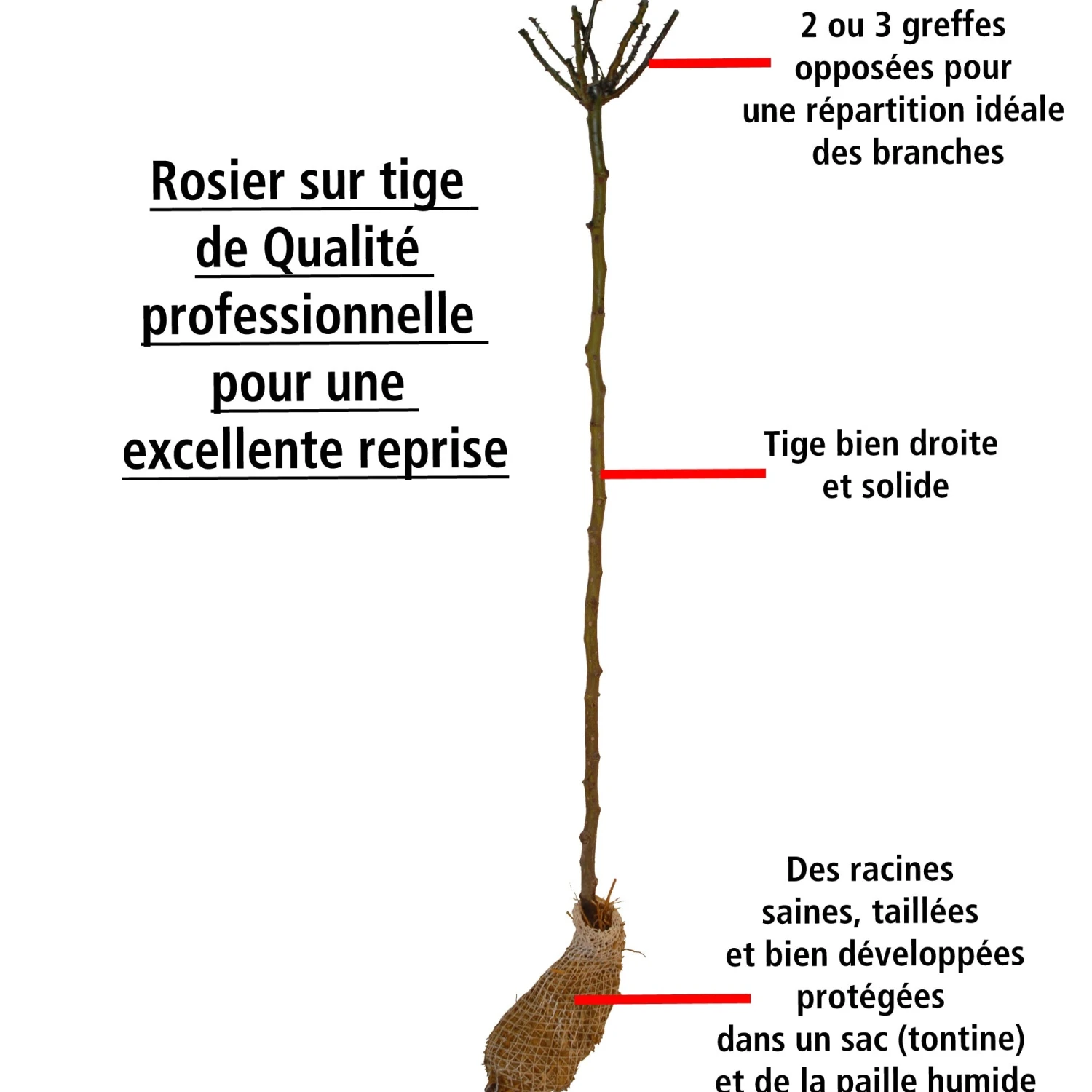 Collection De 3 Rosiers Tiges : Ramona, Korbin, Osiria 7 Collection De 3 Rosiers Tiges : Ramona, Korbin, Osiria – Image 5