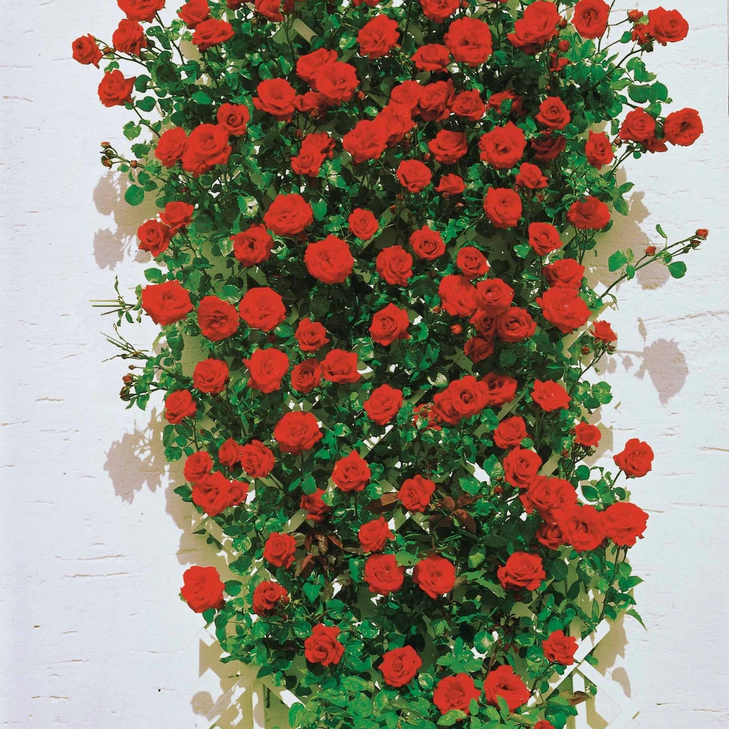 Collection De 3 Rosiers Grimpants : Ronsard, Golden Gate, Santana 3 Collection De 3 Rosiers Grimpants : Ronsard, Golden Gate, Santana – Image 2