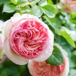 Collection De 3 Rosiers Grimpants : Ronsard, Golden Gate, Santana 13 Collection De 3 Rosiers Grimpants : Ronsard, Golden Gate, Santana -France Fournitures De Jardin Soldes 2024 103846 6