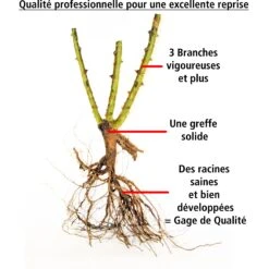 Collection De 3 Rosiers Grimpants : Ronsard, Golden Gate, Santana 14 Collection De 3 Rosiers Grimpants : Ronsard, Golden Gate, Santana -France Fournitures De Jardin Soldes 2024 103846 7 1706544313504