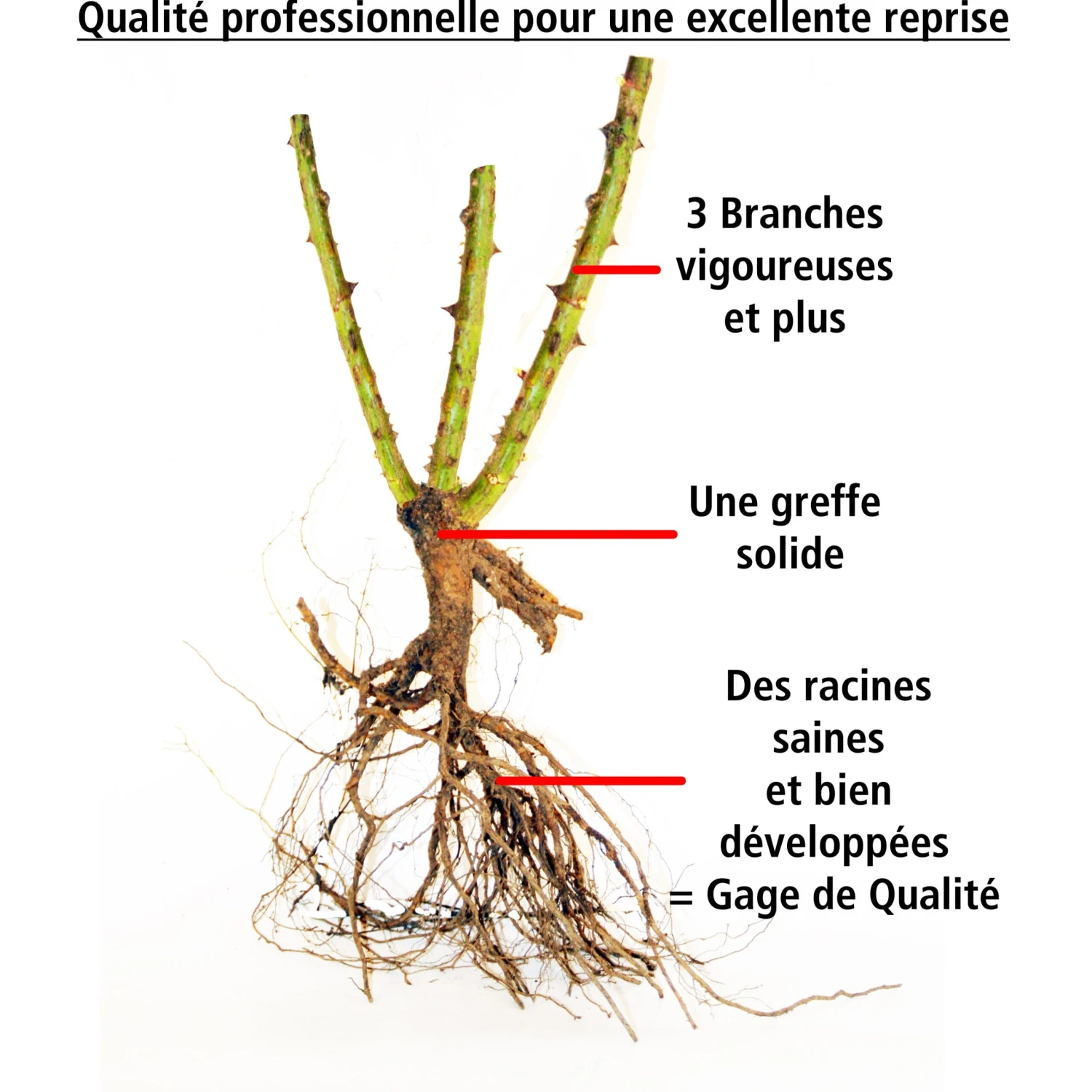 Collection De 3 Rosiers Grimpants : Ronsard, Golden Gate, Santana 8 Collection De 3 Rosiers Grimpants : Ronsard, Golden Gate, Santana – Image 7