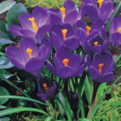 60 Crocus Blanc Violet, Jaune, Blanc, Violet En Mélange 10 60 Crocus Blanc Violet, Jaune, Blanc, Violet En Mélange -France Fournitures De Jardin Soldes 2024 103847 2