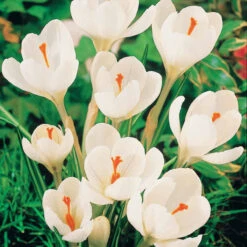 60 Crocus Blanc Violet, Jaune, Blanc, Violet En Mélange 11 60 Crocus Blanc Violet, Jaune, Blanc, Violet En Mélange -France Fournitures De Jardin Soldes 2024 103847 3