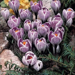60 Crocus Blanc Violet, Jaune, Blanc, Violet En Mélange 12 60 Crocus Blanc Violet, Jaune, Blanc, Violet En Mélange -France Fournitures De Jardin Soldes 2024 103847 4