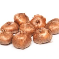 60 Crocus Blanc Violet, Jaune, Blanc, Violet En Mélange 13 60 Crocus Blanc Violet, Jaune, Blanc, Violet En Mélange -France Fournitures De Jardin Soldes 2024 103847 5