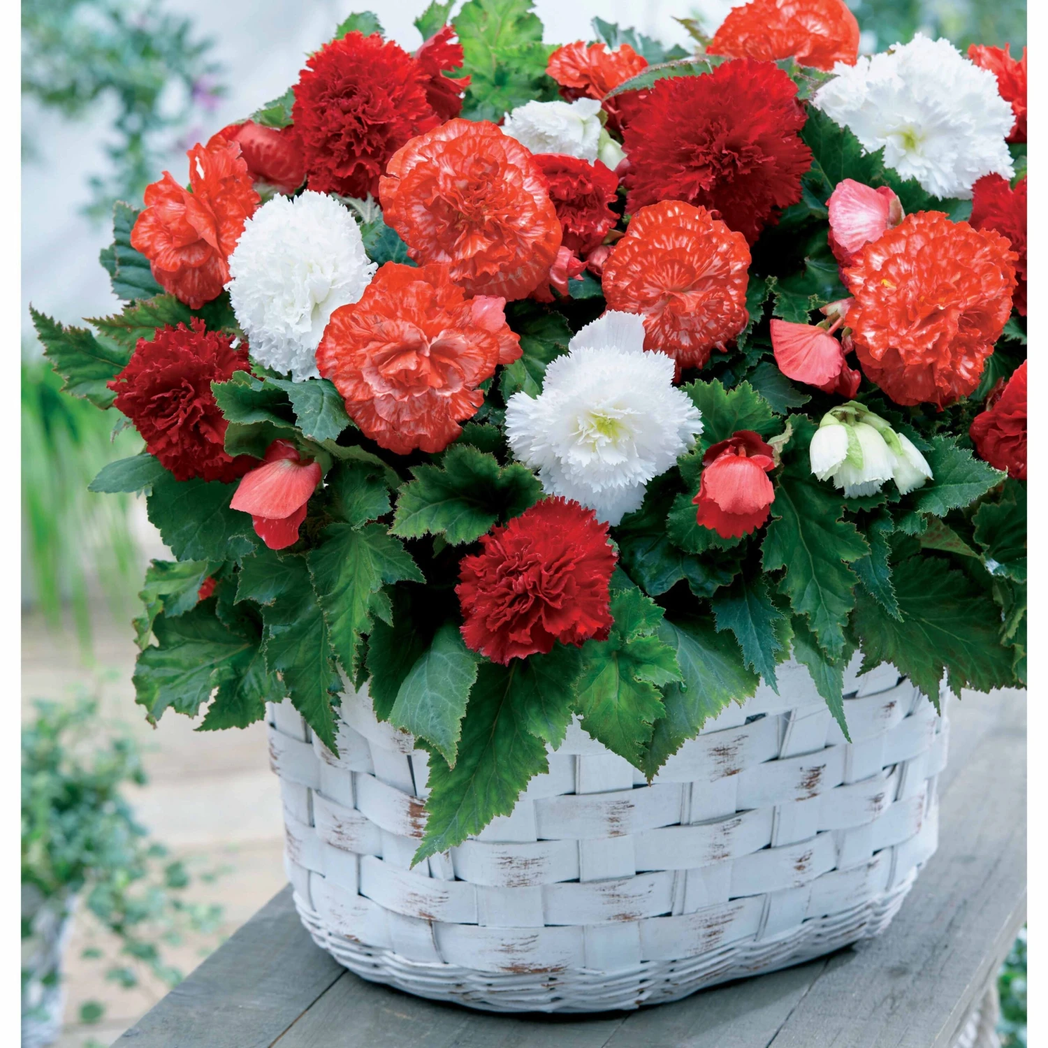 9 Bégonias Fimbriata En Mélange 3 9 Bégonias Fimbriata En Mélange