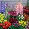 35 Bulbes D'été Colorés En Mélange - 1,5 M² 2 35 Bulbes D'été Colorés En Mélange - 1,5 M² -France Fournitures De Jardin Soldes 2024 103855 1
