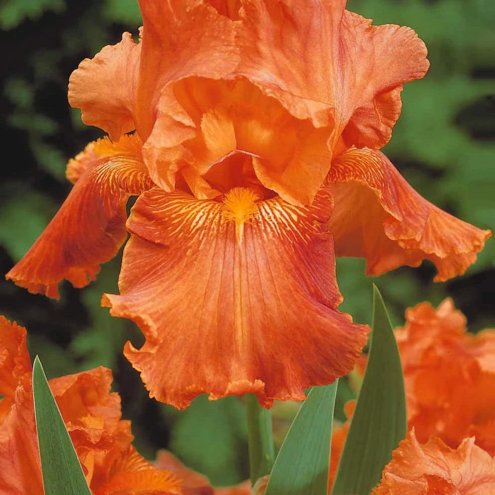 6 Iris De Jardin Noire, Orange, Rosé En Mélange 4 6 Iris De Jardin Noire, Orange, Rosé En Mélange – Image 3