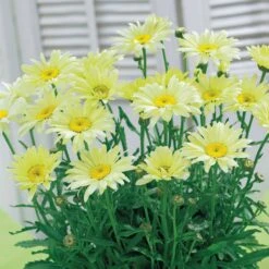 Collection De 6 Marguerites Colorées -France Fournitures De Jardin Soldes 2024 103887 3 1706783869377