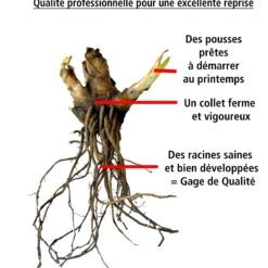 Collection De 6 Iris De Jardin : Lasso, Bordure, Sangreal -France Fournitures De Jardin Soldes 2024 103888 3