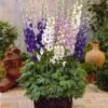 2 Delphiniums Magic Fountain En Mélange 2 2 Delphiniums Magic Fountain En Mélange -France Fournitures De Jardin Soldes 2024 103891 1