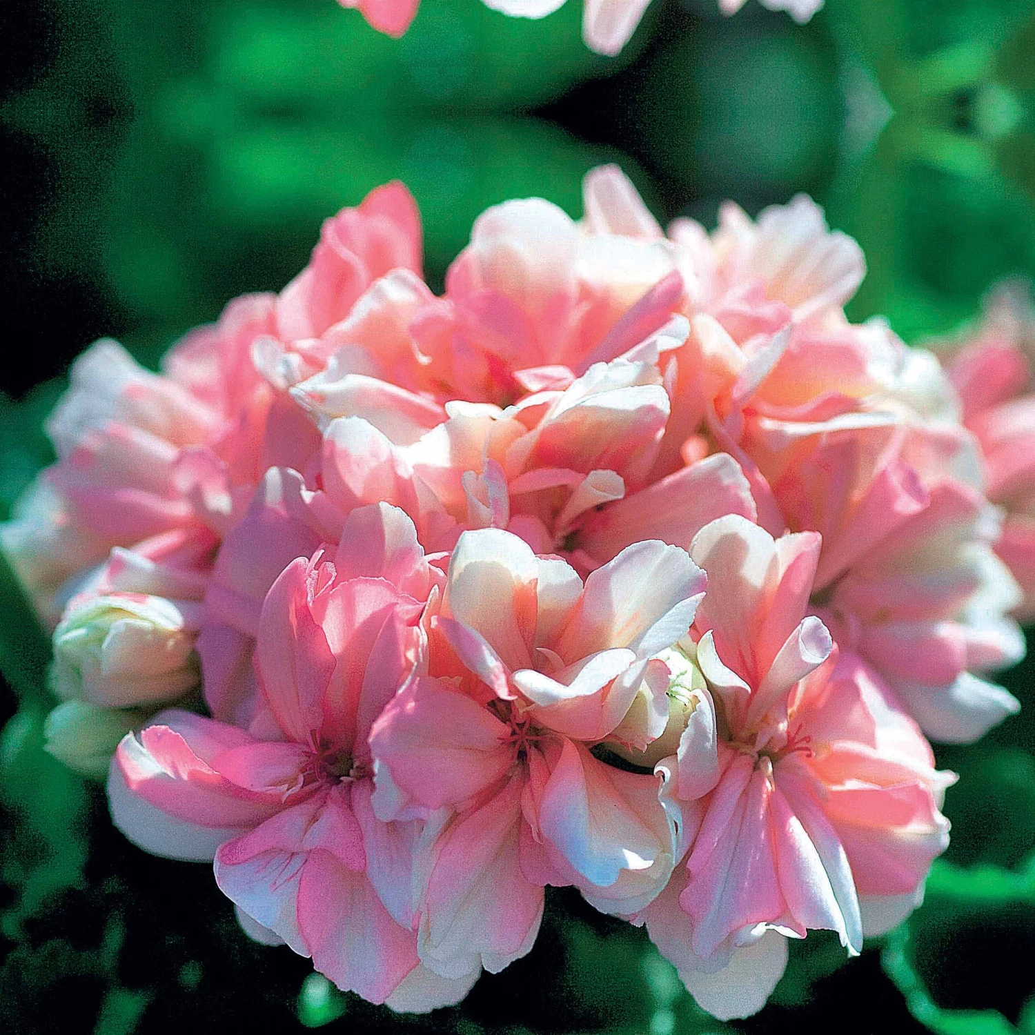 Collection De 6 Géraniums : Rouges, Blancs, Abricot 8 Collection De 6 Géraniums : Rouges, Blancs, Abricot – Image 6