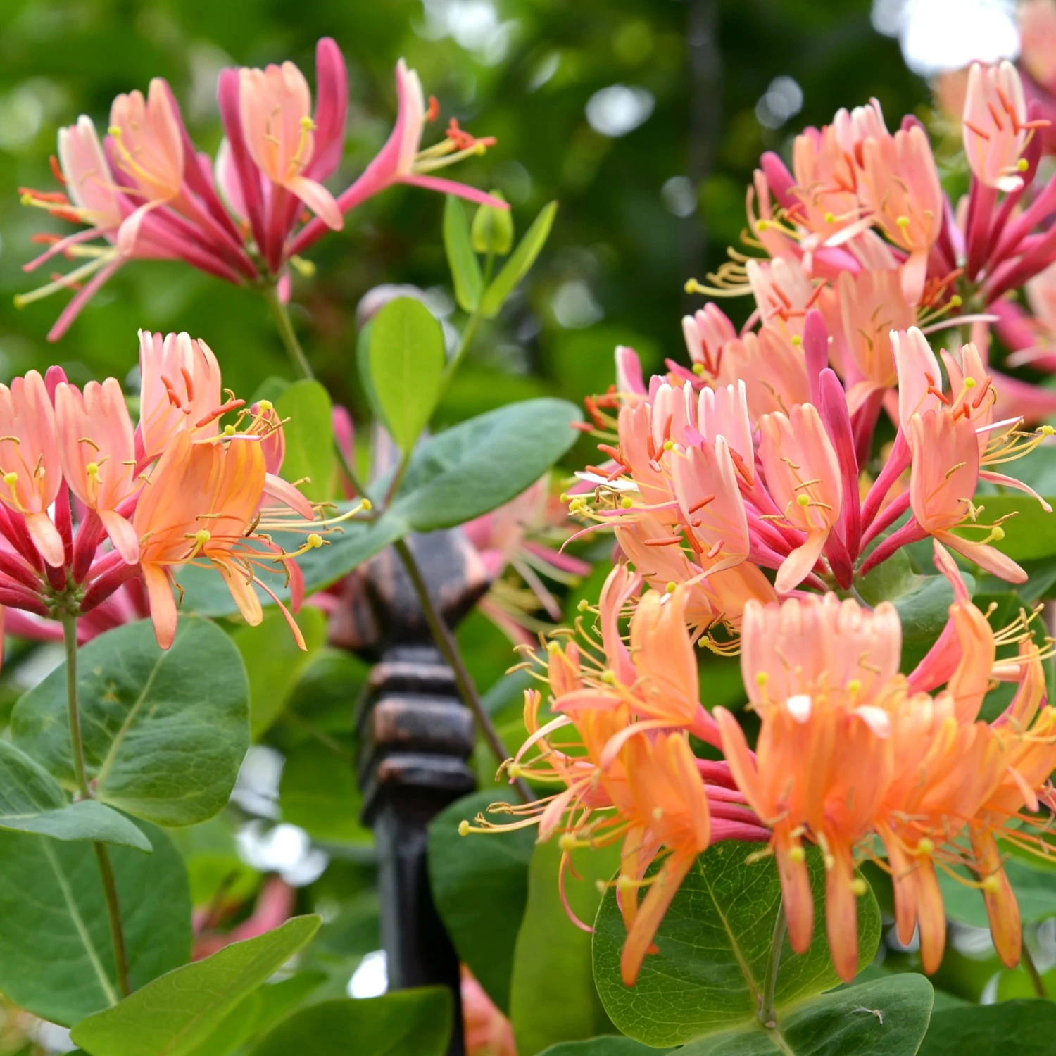Collection De 3 Grimpantes : Chèvrefeuille, Clématite, Vigne Vierge 4 Collection De 3 Grimpantes : Chèvrefeuille, Clématite, Vigne Vierge – Image 2