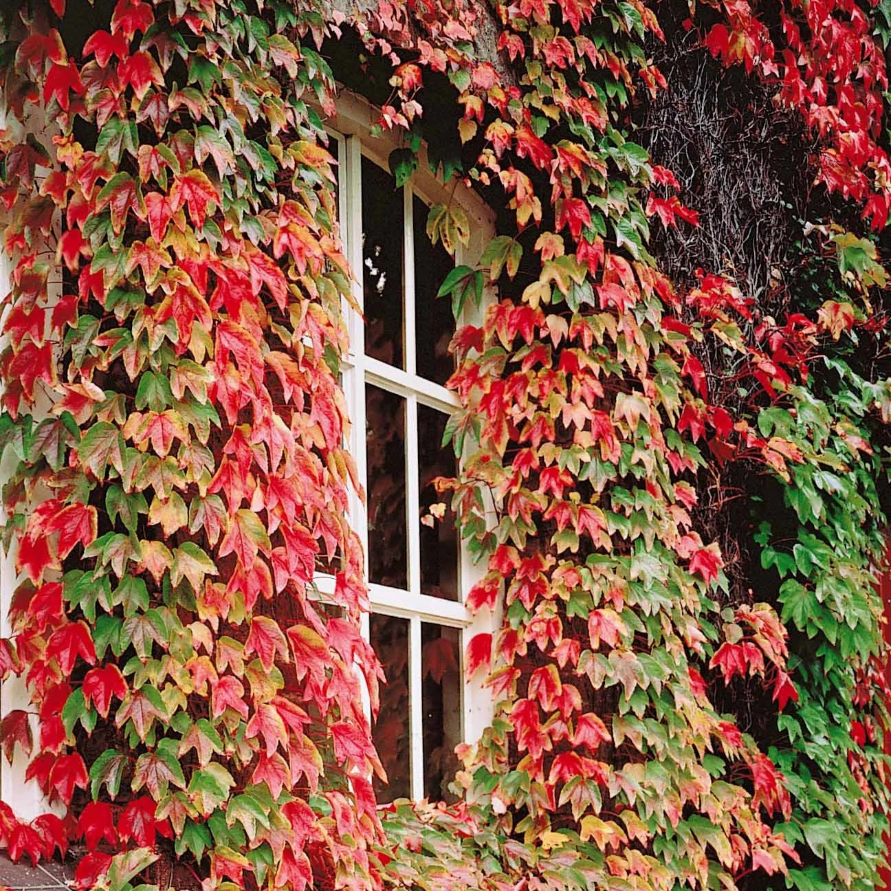 Collection De 3 Grimpantes : Chèvrefeuille, Clématite, Vigne Vierge 6 Collection De 3 Grimpantes : Chèvrefeuille, Clématite, Vigne Vierge – Image 4