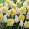 20 Tulipes Françoise Et Narcisses Sweet Pomponette En Mélange 2 20 Tulipes Françoise Et Narcisses Sweet Pomponette En Mélange -France Fournitures De Jardin Soldes 2024 104009 1
