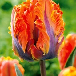 Collection De 24 Tulipes Perroquet : Princesse Irene, Black Parrot, Apric -France Fournitures De Jardin Soldes 2024 104010 2