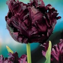 Collection De 24 Tulipes Perroquet : Princesse Irene, Black Parrot, Apric -France Fournitures De Jardin Soldes 2024 104010 3